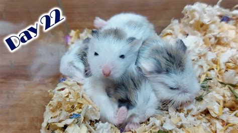 shamster|Hamster Babies Growing Up